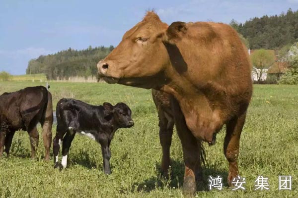 飲食文化中的“?！?中國牛肉飲食文化最悠久